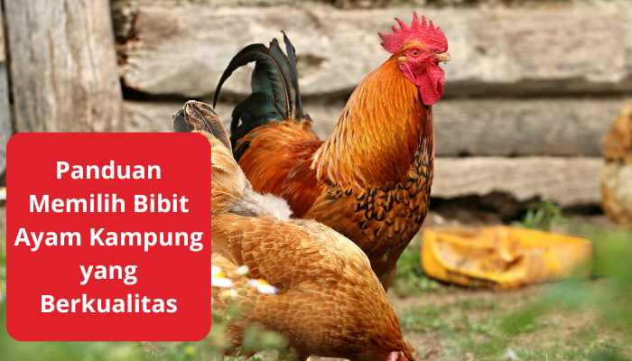 Panduan Memilih Bibit Ayam Kampung yang Berkualitas
