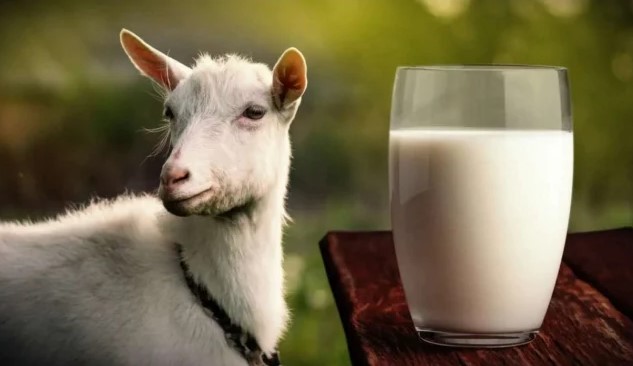 Manfaat Susu Kambing untuk Kesehatan