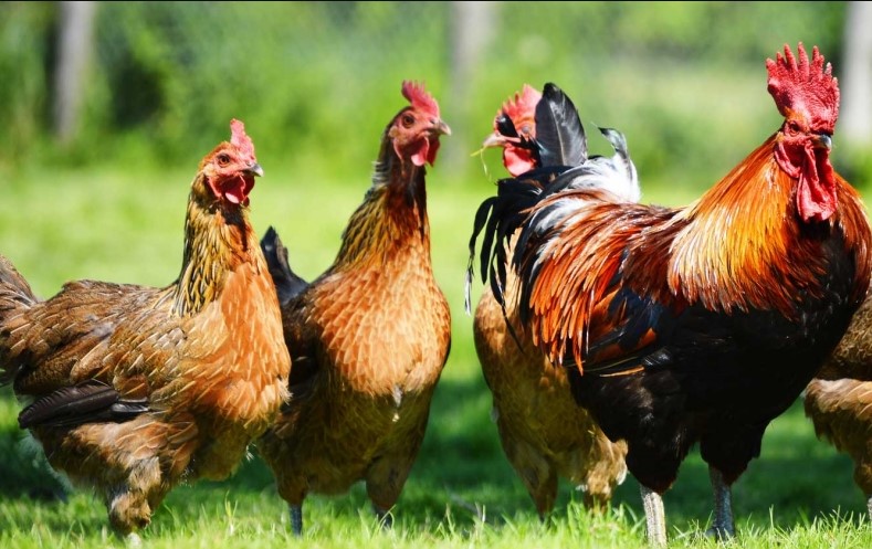 Mengenal Penyakit Umum pada Ternak Ayam