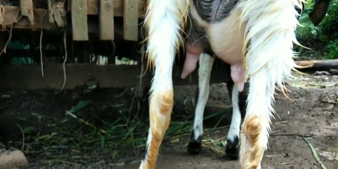 ciri ciri kambing hamil 5 bulan