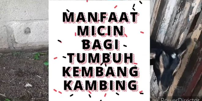 Manfaat Micin Untuk Kambing Hamil