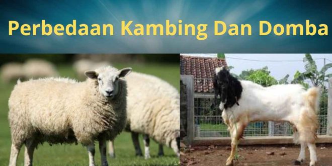 Perbedaan Kambing Dan Domba