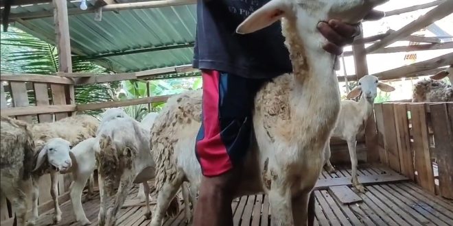 Cara Mengobati Kambing Mencret