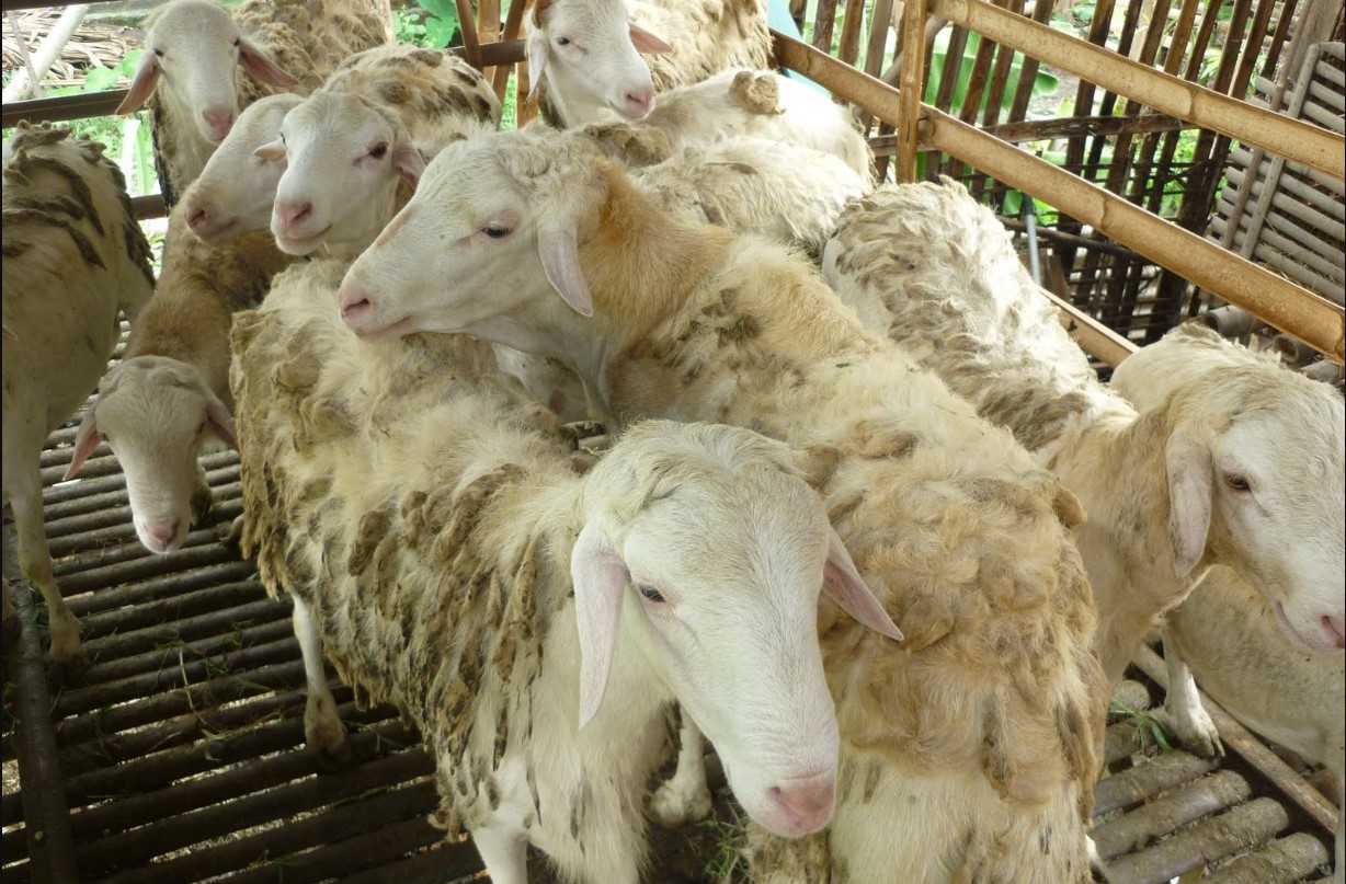 cara ternak kambing gibas
