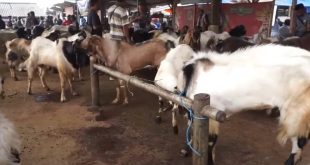 cara ternak kambing jawa