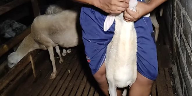 Cara Mengobati Kambing Sakit Tidak Mau Makan